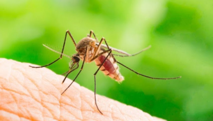 Dita Botërore e Malaries: Lufta e Vazhdushme Kundër Një Sëmundjeje Vdekjeprurëse