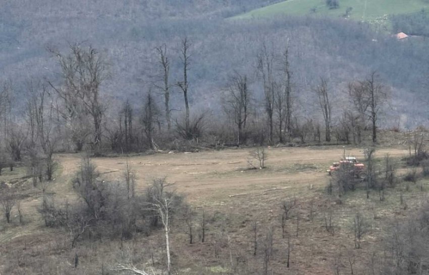 Policia zbardh tri raste të prerjes ilegale të druve brenda natës në Kosovë