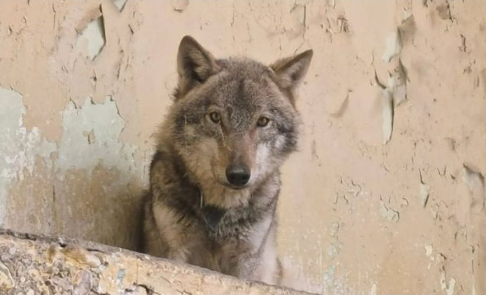 Policia në kërkim të personit që mbajti ujkun e egër në Shkup, rrezikon gjobë të madhe