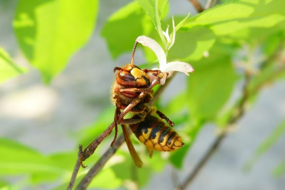 Zvicra nis betejën kushtetuese për mbrojtjen e bletëve dhe insekteve polenizuese
