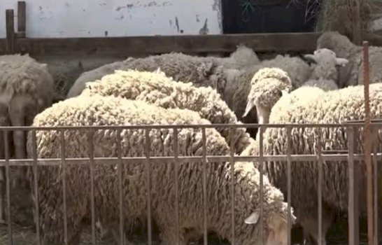 Istogu organizon grumbullimin e mbetjeve nga therja e kurbaneve me masa strikte