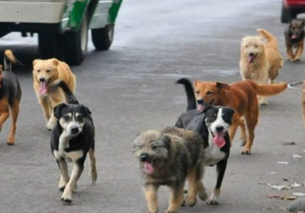 Organizatat vendore dhe holandeze sigurojnë 50 mijë euro për sterilizimin e qenve endacakë në Kosovë.