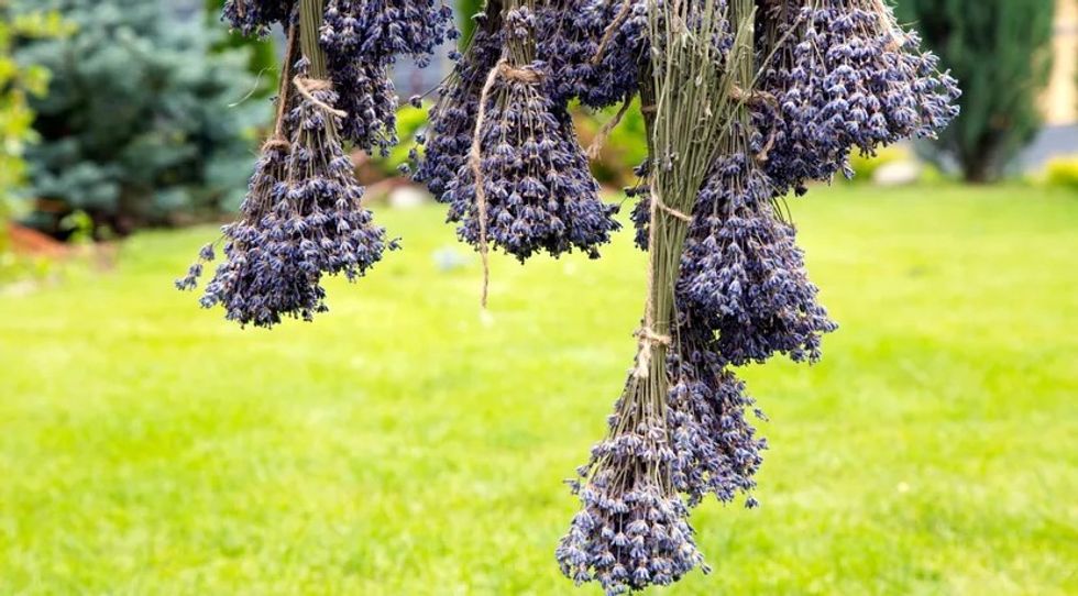 Sekreti i tharjes së livandës që ruan aromën dhe ngjyrën për vite