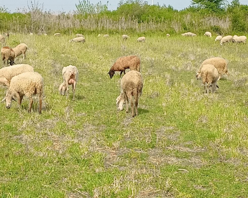 Krerë bagëtish të ngordhura ndotin përroin në Këlcyrë, banorët alarmohen