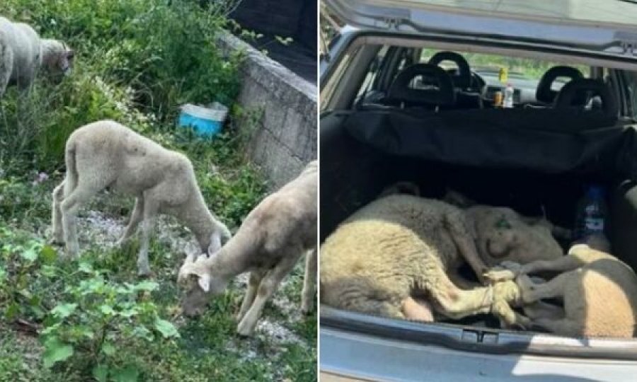 I dyshuari D.T. është dërguar në mbajtje me vendim të prokurorit për vjedhjen dhe shitjen e qengjave në Prizren.