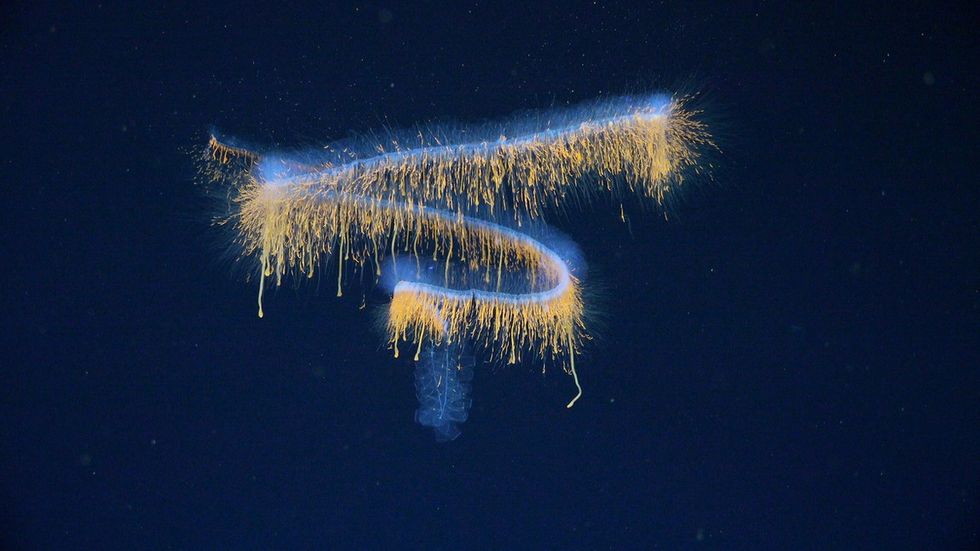 31 specie të reja zbulohet në thellësitë e Atlantikut pranë Brazilit