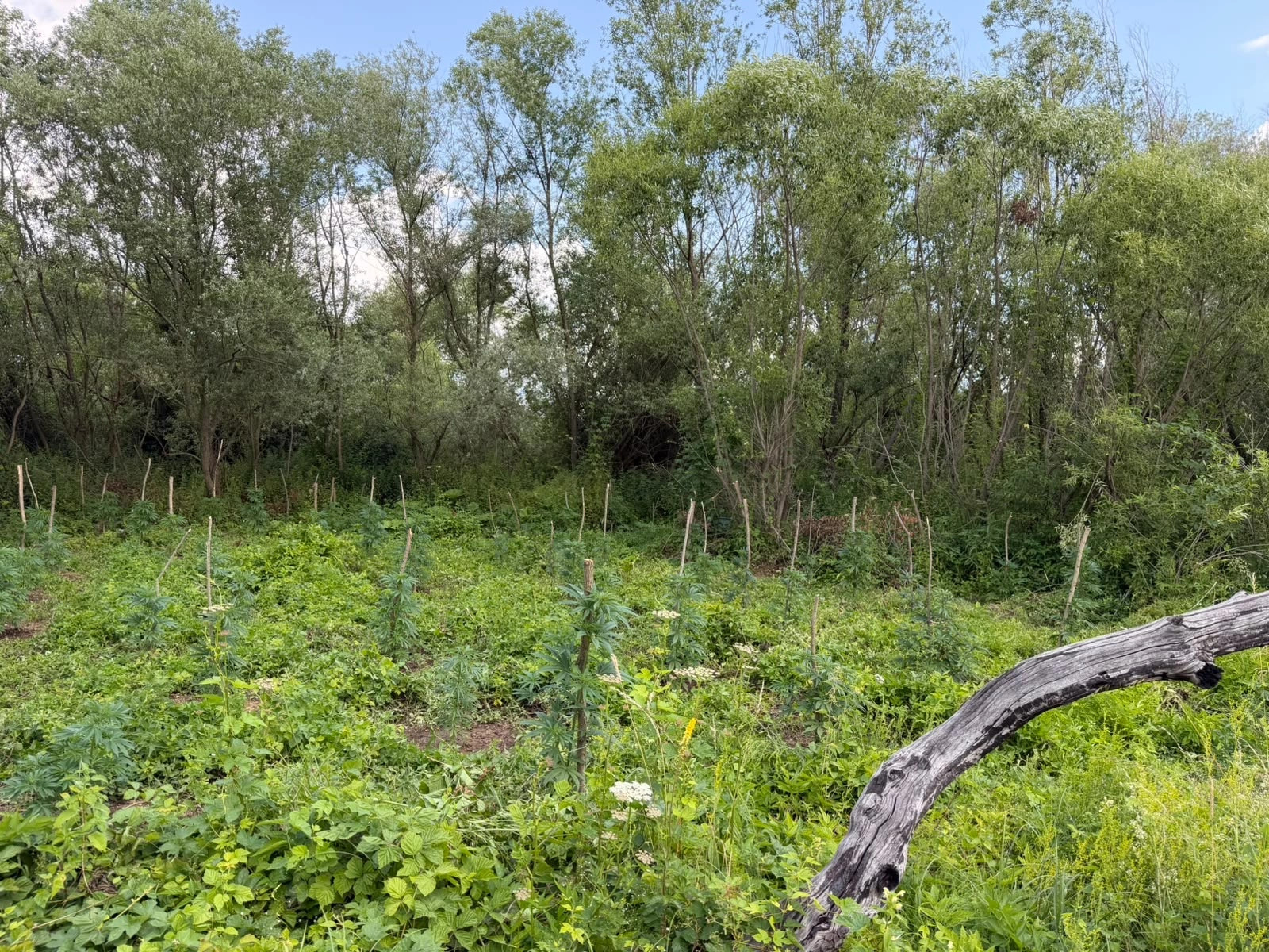 Arrestohen dy persona në Podujevë për kultivim të kanabisit në një plantacion me 201 bimë