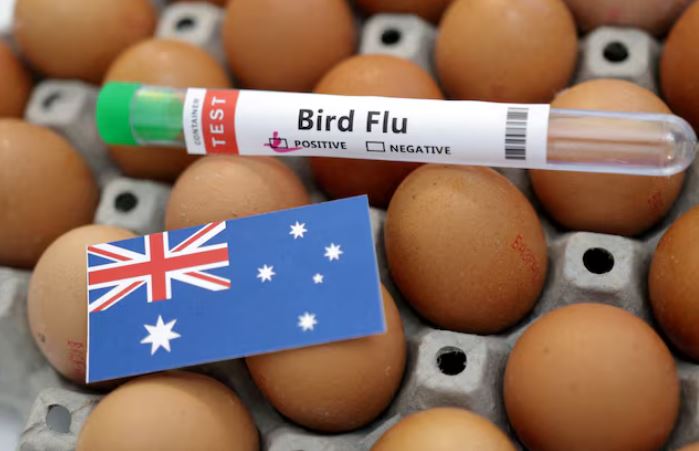 Australia konfirmon rastin e parë të gripit të shpendëve H5N1 tek një shpend detar vendas dhe po teston një fokë të ngordhur për infeksion të mundshëm.