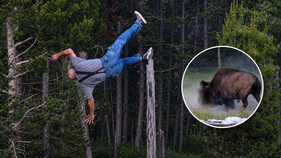 Bizoni sulmon turistin në Yellowstone dhe e hedh në ajër, situata alarmante në park