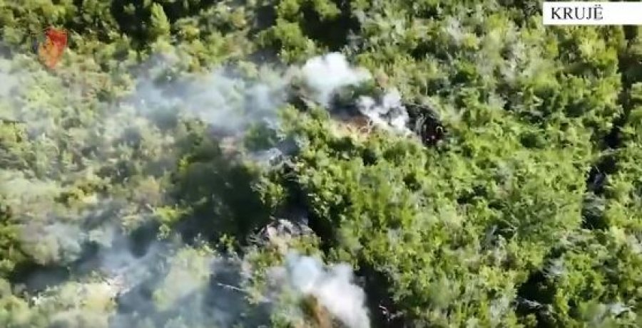 Arrestohet në Krujë, asgjësohen dhjetëra bimë narkotike në fshatin Mukaj