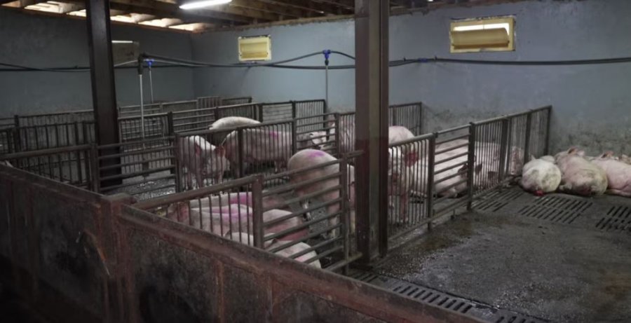 Serbia në alarm: Gjendje e jashtëzakonshme për shkak të etheve afrikane të derrit