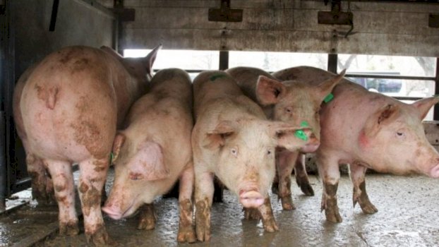 Fermerët paralajmërohen për rritje të masave të biosigurisë kundër Mortajës Afrikane të Derrave