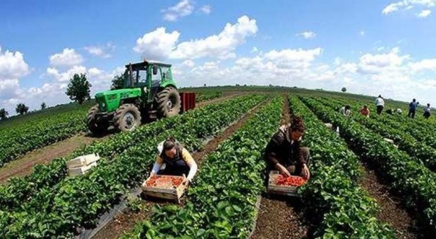 Fermerët e Podujevës fitojnë 10 ditë shtesë për aplikim në Pagesat Direkte