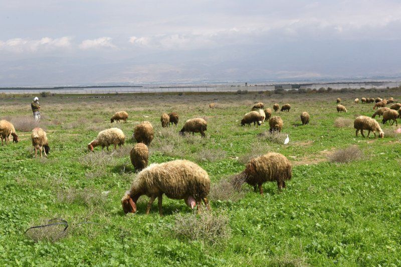 Raste të lisë së dhenve dhe dhive në Kosovë, AUV apelon për masa urgjente