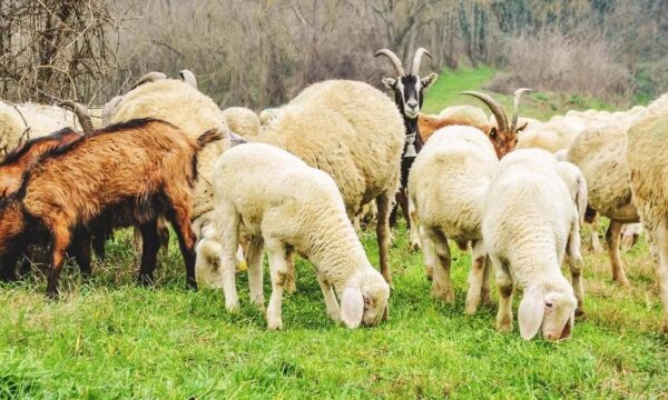 Lija e Dhenve dhe Dhive përhapet në katër komuna të Kosovës, fermerët paralajmërohen për masa strikte