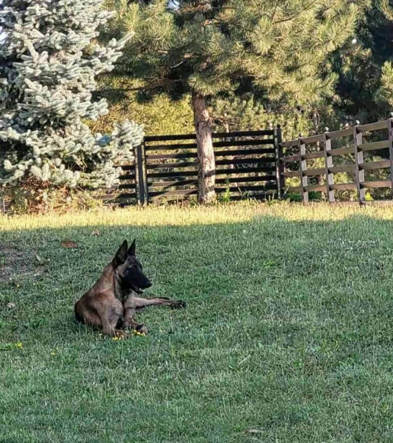 Qeni belg i trajnuar “pushton” oborrin në Shtime, pronari kërkohet nga policia