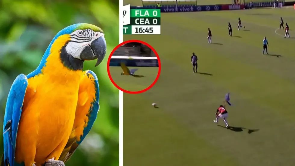 Papagalli i pazakontë ndërpret ndeshjen e futbollit në Brazil dy herë