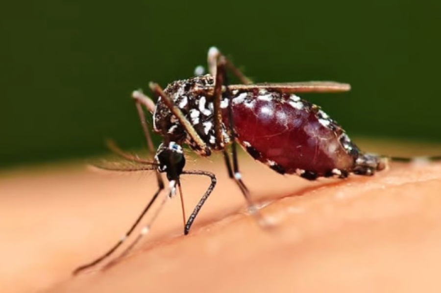 Malaria në Kosovë: Raste të importuara dhe rreziqet shëndetësore