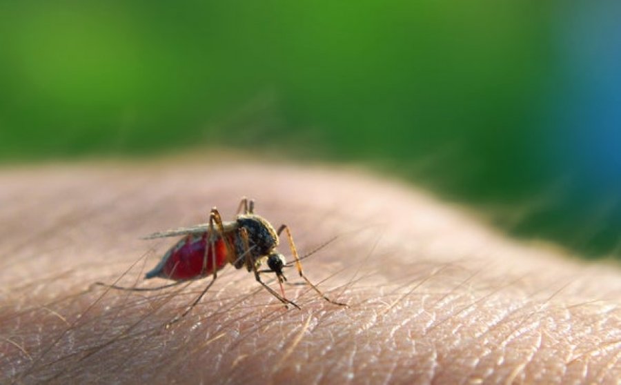 Përhapja e virusit të Nilit Perëndimor në Evropë rrit shqetësimet shëndetësore