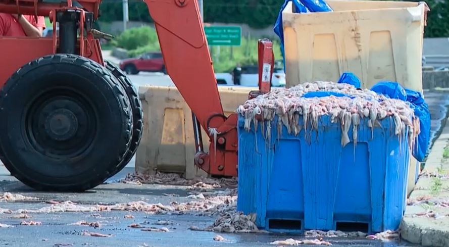 Kamioni me 20 ton kallamarë përmbyset në Rhode Island, rruga bllokohet për orë të tëra