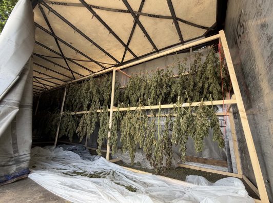 Plantacion i madh kanabisi në Lucernë, arrestohen dy shqiptarë