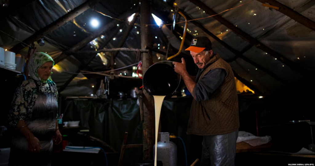 Kriza e qumështit vendor në Kosovë: Fermerët në prag të humbjes për shkak të importit dhe produkteve zëvendësuese