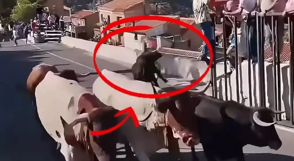 Tragjedia në festivalin spanjoll, gruaja goditet për vdekje nga një dem
