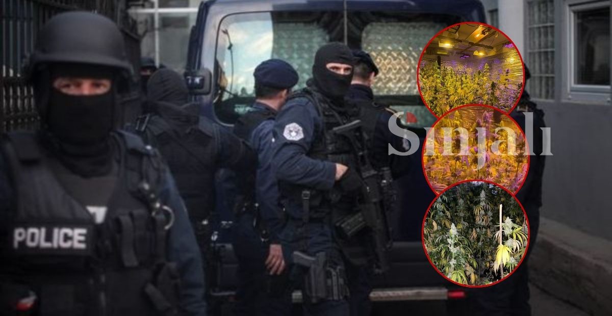 Zbulohet laborator i sofistikuar droge në Pejë me 91 bimë kanabis dhe armë automatike