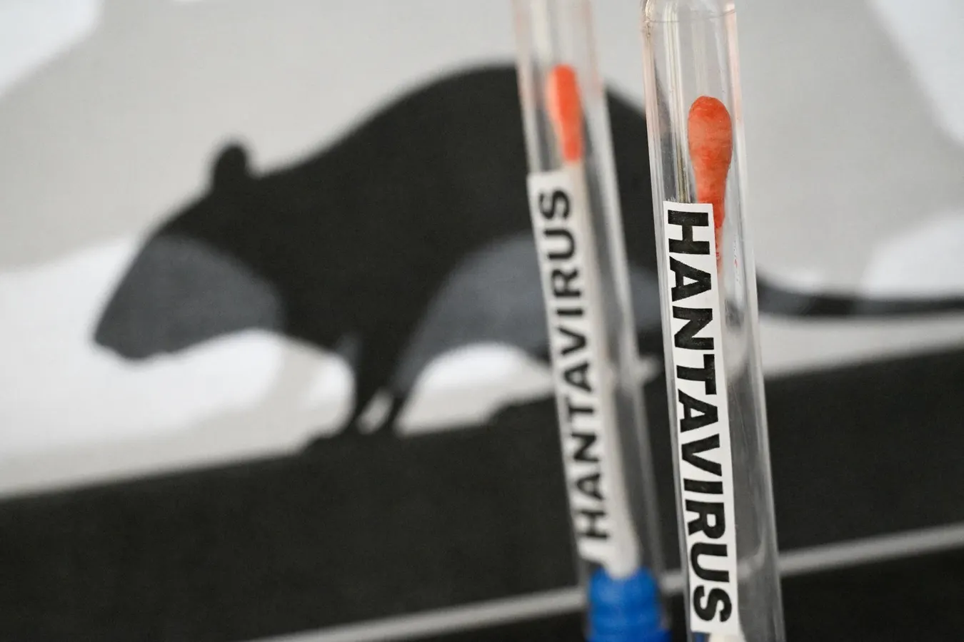 Hantavirusi, kërcënimi i heshtur nga brejtësit e egër