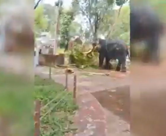 Elefanti i çmendur në Angamaly shkakton tragjedi dhe dëme të mëdha