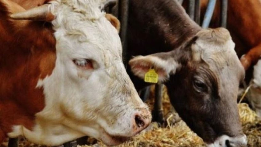 Pesë lopë dhe një viç të futura ilegalisht kapen nga policia në Zllakuqan dhe i dyshuari është arrestuar.