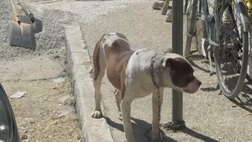 Identifikohet pronari i qenit që kafshoi 4-vjeçaren në Vlorë, procedohet 87-vjeçari