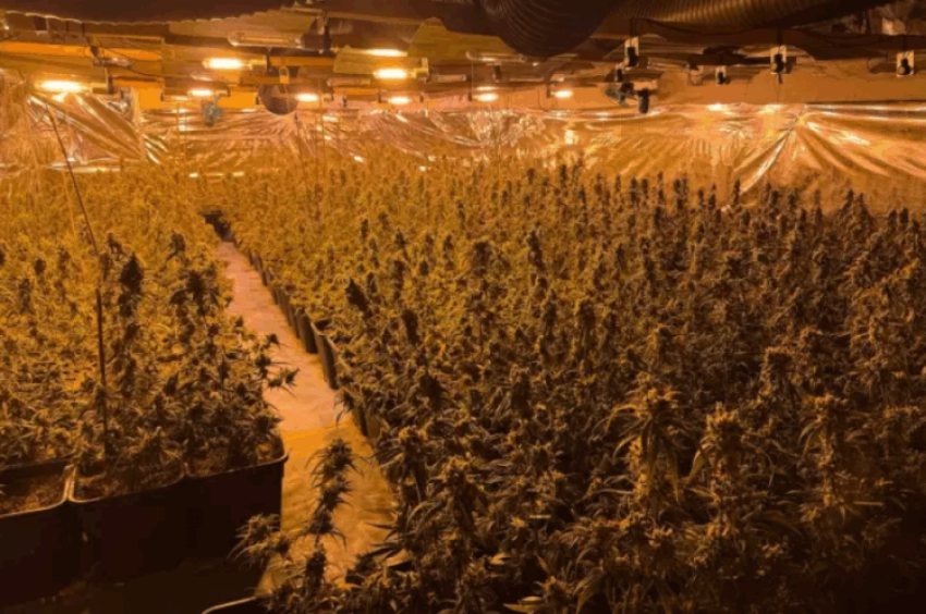 Policia gjermane arreston 6 persona për plantacion kanabisi me vlerë mbi 200,000 euro