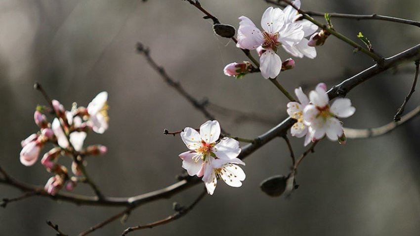 Paralajmërim për ngrica pranverore dhe reshje të paqëndrueshme në Kosovë