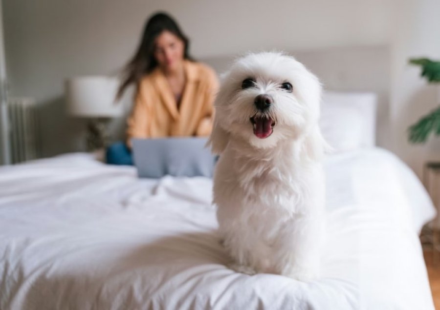 AUV kërkon mikroçipimin e qenve për identifikim dhe siguri