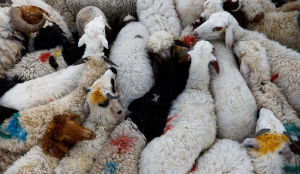 Komuna e Prishtinës vendos lokacion të ri për shitjen e kafshëve gjatë Bajramit