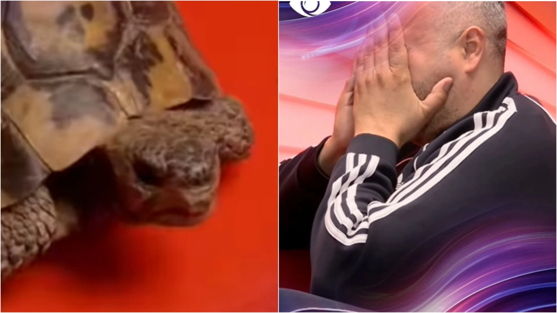 Rogerti shpërthen në lot nga frika e breshkave në shtëpinë e Big Brother