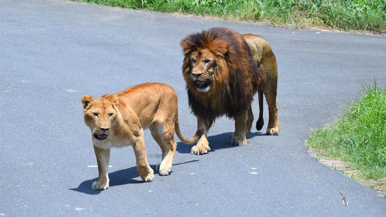 Nxehtësia ekstreme në Japoni vret luanët në kopshtin zoologjik