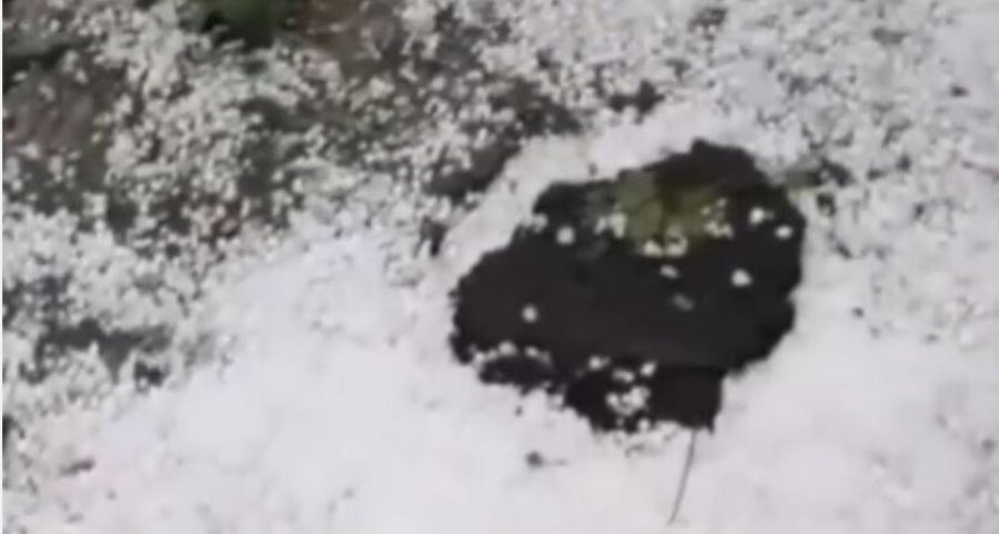 Breshëri shkatërron gjysmën e grurit në Korçë, fermerët në vështirësi të mëdha