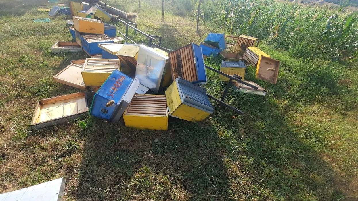 Erërat e forta dhe breshëri tronditin bletarinë në Klinë