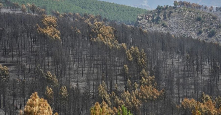 34 fshatra evakuohen për shkak të zjarrit gjigant në provincën Guadalajara, Spanjë.