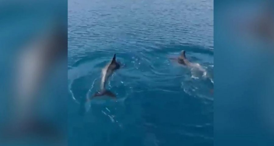 Delfinët magjepsin turistët në Gjirin e Vlorës me një shfaqje të rrallë