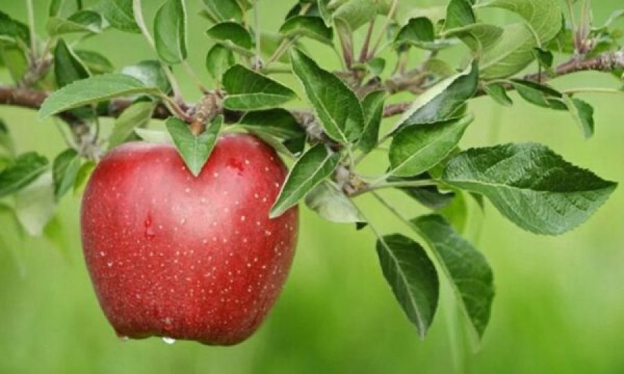Sekreti i lëkurës së mollës që nuk duhet ta hiqni kurrë