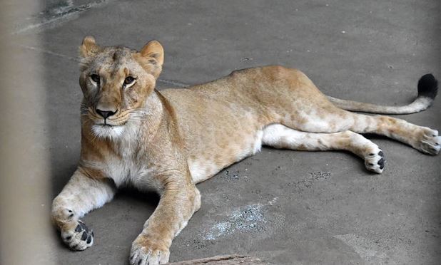 Nxehtësia ekstreme në Japoni shkakton vdekjen e tre luanëve në kopshtin zoologjik