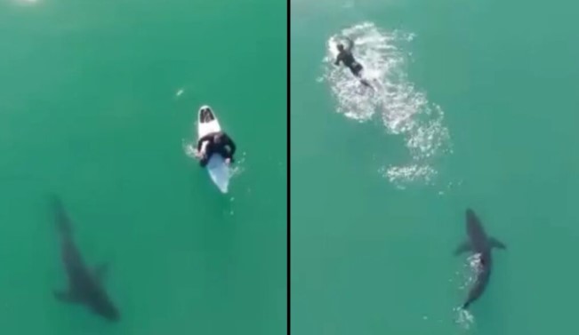 Surfisti kalifornian shpëton pas një përballjeje me peshkaqenin pranë bregut