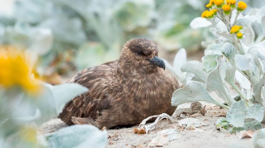 Australia konfirmon rastin e parë të gripit të shpendëve H5N1, duke shënuar përhapjen globale të virusit në të gjitha kontinentet.
