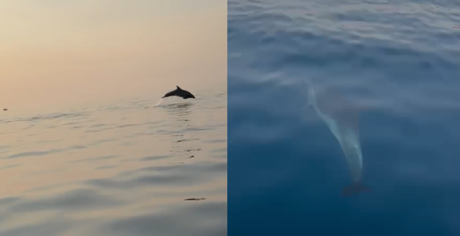 Delfinët magjepsin turistët në gjirin e Vlorës me një shfaqje të rrallë