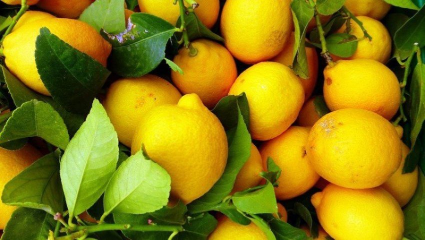 Fuqia e fshehur e gjetheve të limonit për shëndetin tuaj