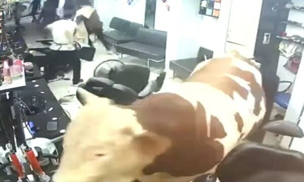 Demi i tërbuar sulmon sallonin e flokëve në Stamboll dhe shkakton panik