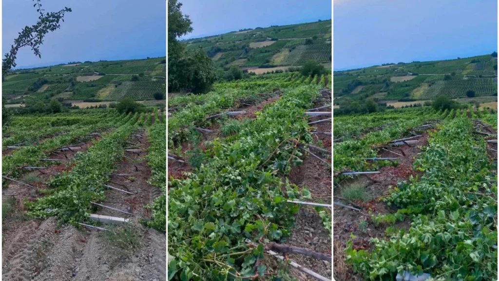 Erërat e forta shkatërrojnë vreshtin në Rahovec, fermerët në vështirësi